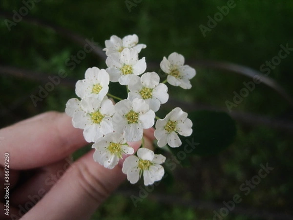 Fototapeta apple tree blossom
