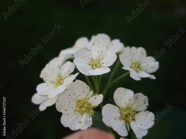 Fototapeta apple tree blossom