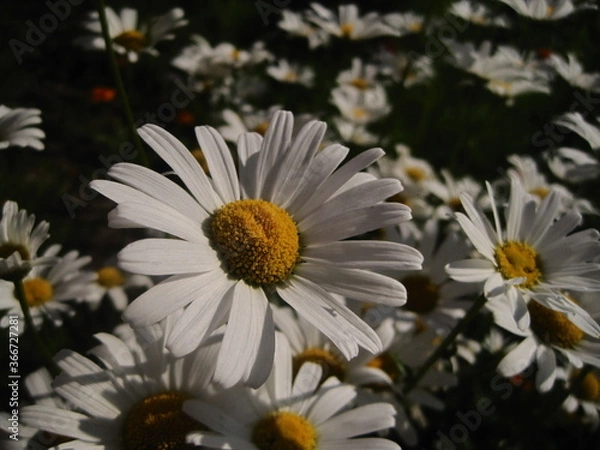 Fototapeta white dandelion in a garden