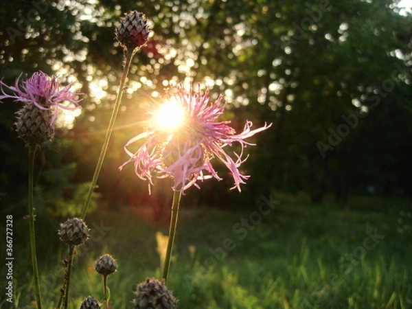 Fototapeta thistle flower, sunset in the field