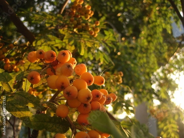 Fototapeta Rowan at sunset
