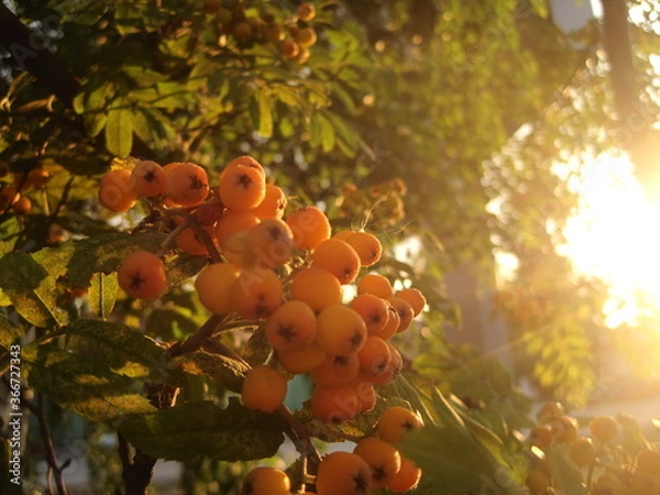 Fototapeta Rowan at sunset