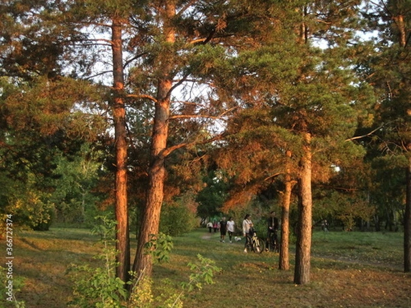 Fototapeta trees in the forest