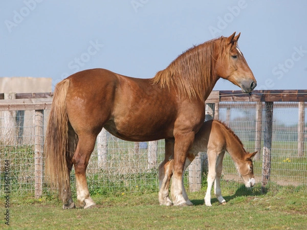 Obraz Mare and Foal