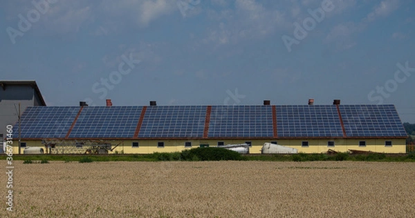 Obraz A very large photovoltaic system on an agricultural building. With six large units.