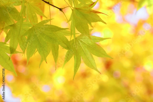 Obraz 初秋のもみじ