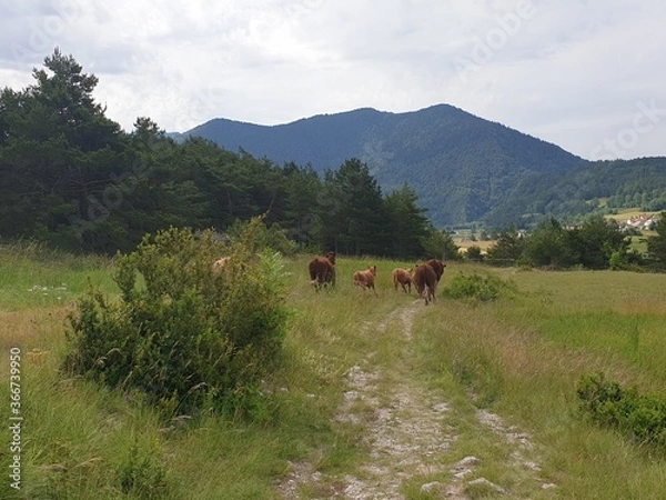 Fototapeta troupeau de vache