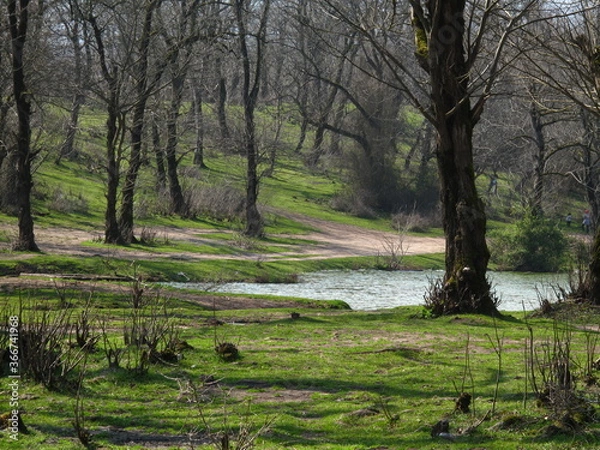 Obraz trees in the park