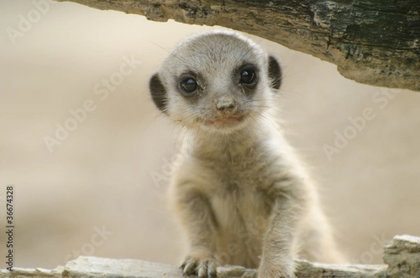 Obraz Meerkat baby
