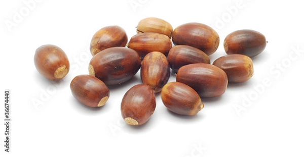 Obraz acorn