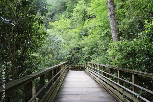 Fototapeta 森　散歩　橋　自然