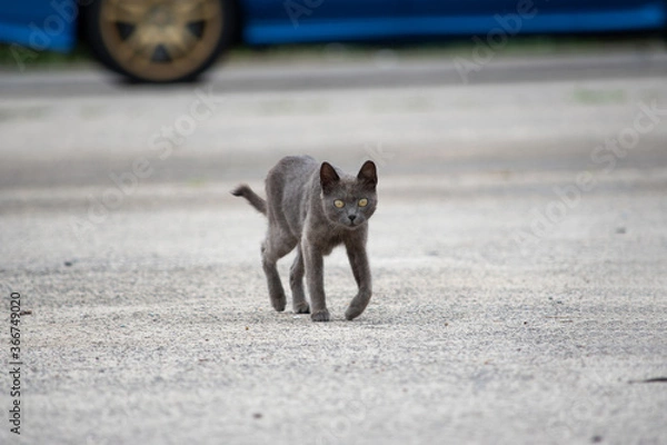 Obraz 野良猫のいる港