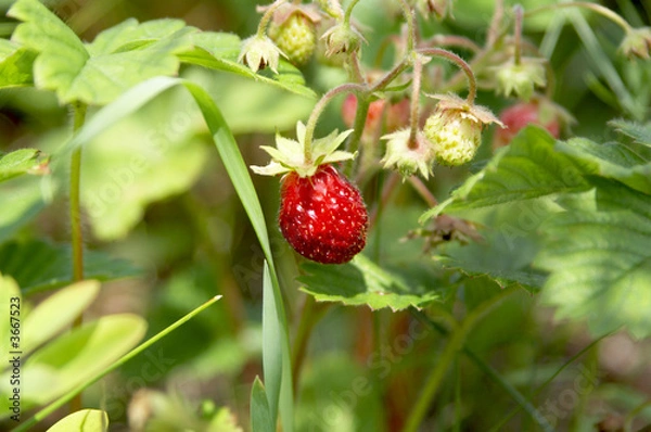 Obraz bush of strawberry with ripe and unripe berries
