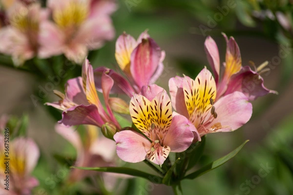 Obraz アストロメリア