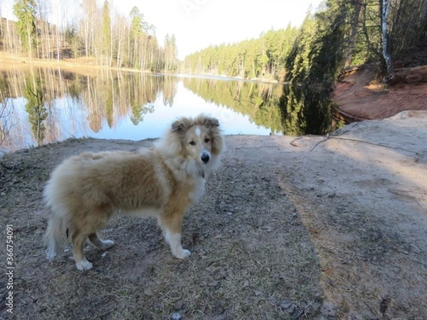 Obraz щенок шелти