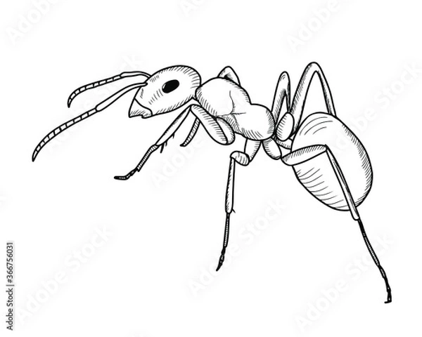 Fototapeta Hand drawn ant sketch. Simple style. Vector isolated