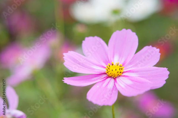 Obraz ピンクと白い模様のコスモス