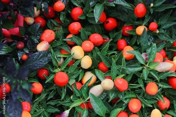 Obraz 美しい果実