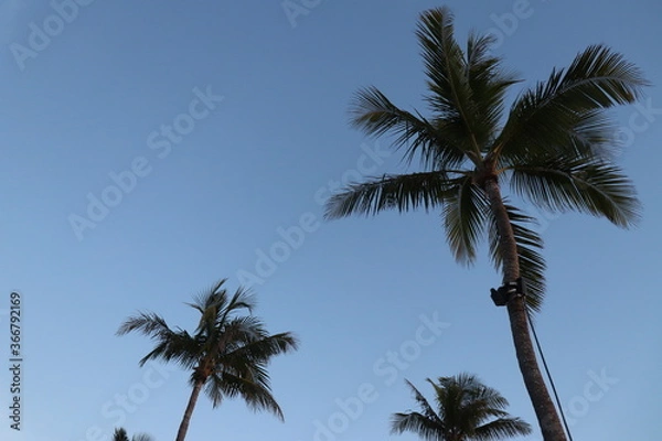 Obraz palm trees with blue sky background