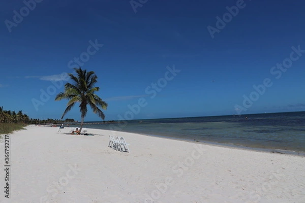 Obraz palm tree on the beach