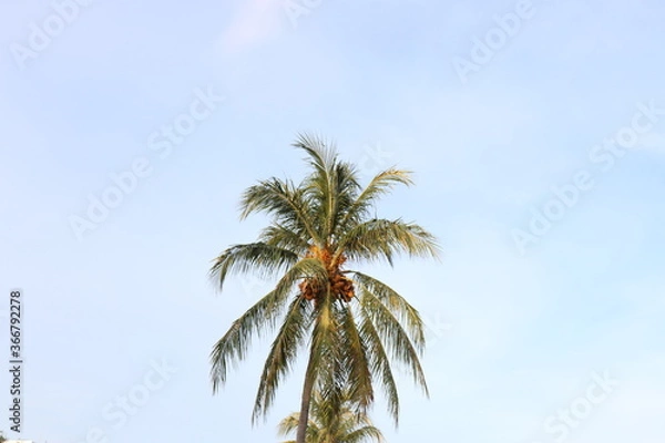 Obraz palm tree with blue sky background