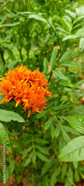 Obraz orange marigold flower