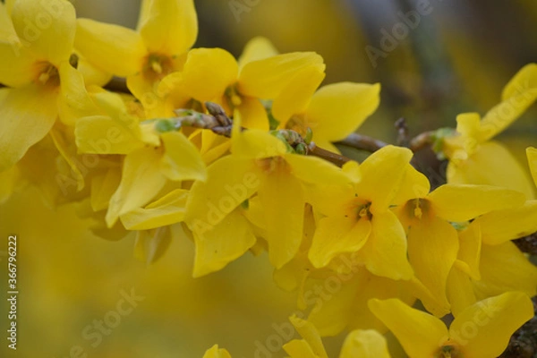 Fototapeta Forsythia