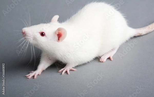 Obraz white rat