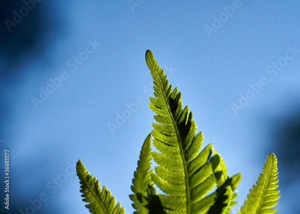 Obraz green fern leaf