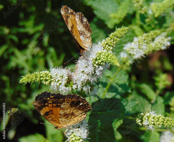 Fototapeta Double Tap