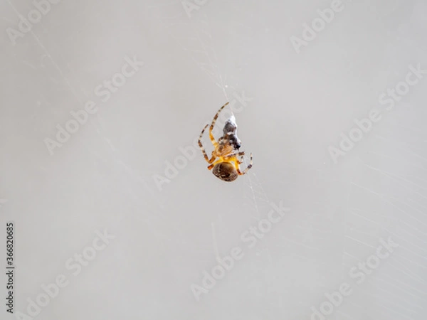 Obraz Small orange spider catching and cocooning a fly