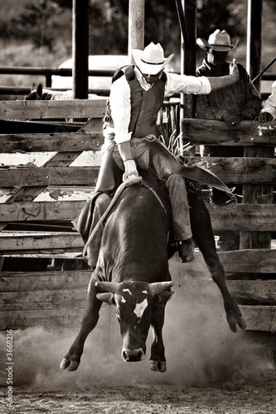 Fototapeta jazda rodeo na byku kowbojskim - przerobiona z dodatkiem zboża
