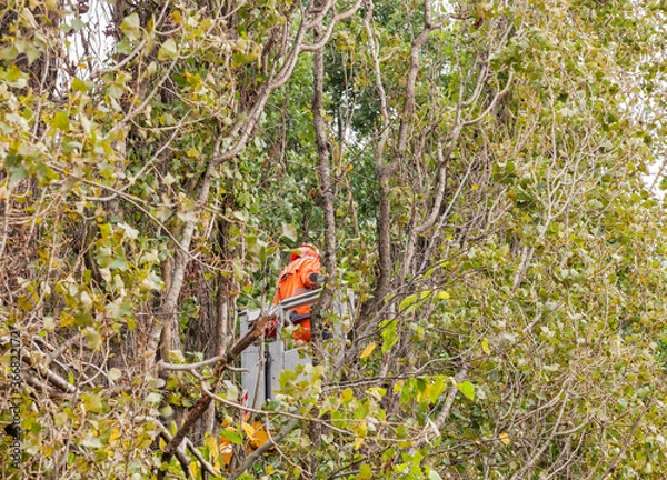 Obraz Black Poplars with tree trimmer - Populus nigra italica
