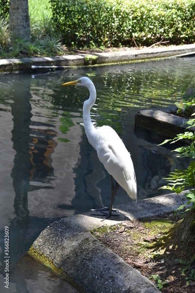 Fototapeta Snowy Egret posing in front a a manmade pond. 