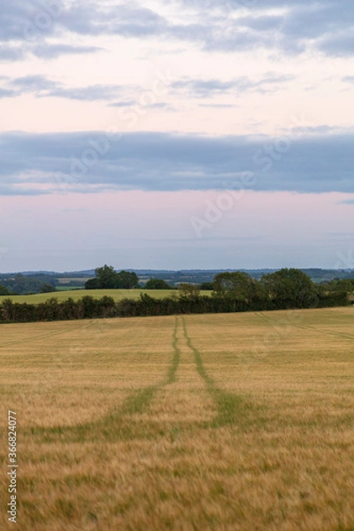 Fototapeta Idyllic scenery wide angle evening sunset in the English Warwickshire countryside. Background design asset with space for copy text. Trees on a wheat field and wildflower meadow. blue golden hour