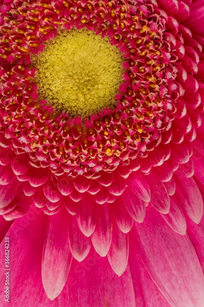 Fototapeta Gerbera flower close-up, macro of the center of the flower as background texture