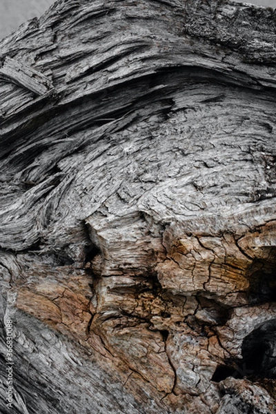 Obraz Natural Wood Texture