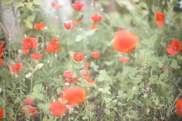 Obraz Red poppy field background