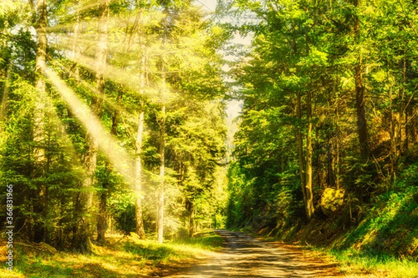 Obraz hiking in forest with sunlight