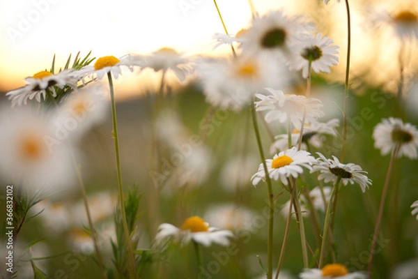 Obraz white chamomile field background