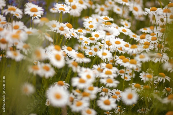Obraz white chamomile field background