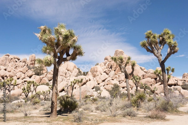 Fototapeta Joshua tree national park