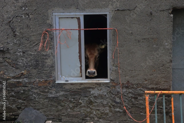 Obraz Cow at the Window