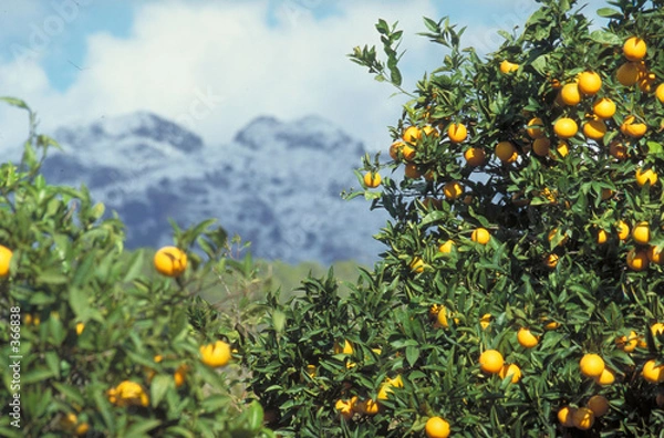 Fototapeta zitronen vor schnee