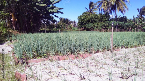 Obraz vegetable garden