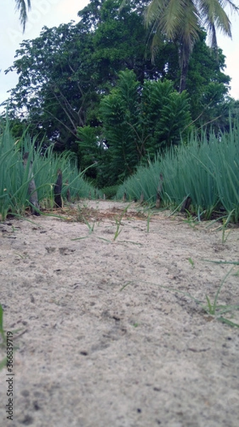 Obraz vegetable garden