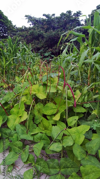 Obraz vegetable garden