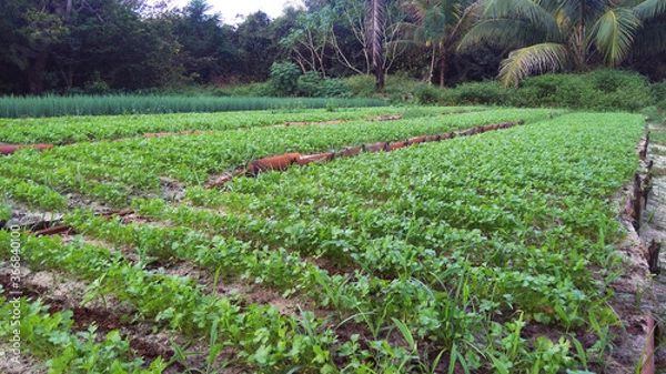 Fototapeta vegetable garden