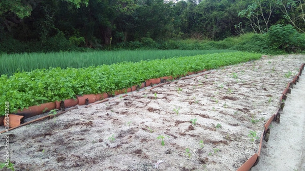 Obraz vegetable garden