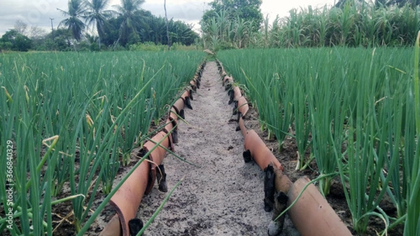 Fototapeta vegetable garden